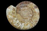 Large, Jurassic Ammonite Fossil - Madagascar #166003-1